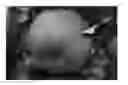 Fig. 01 - Apple tree named 'GALIWA'