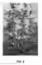 Fig. 06 - Apple tree named 'GALIWA'