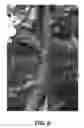Fig. 07 - Apple tree named 'GALIWA'