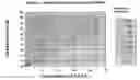 Fig. 02 - Storage-stable aqueous solutions of chlorine dioxide and methods for preparing and using them