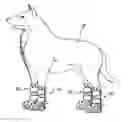 Fig. 01 - Dog boot