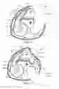 Fig. 02 - Dry powder inhalers