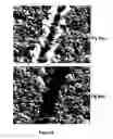 Fig. 06 - Metal adhesion