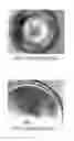 Fig. 02 - Electrical contact material of silver matrix capable of resisting arc erosion and containing no cadmium-composite