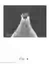 Fig. 05 - Elelctron emitter and electron emission element