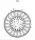 Fig. 08 - Disc-type coil