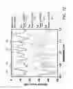 Fig. 12 - PERIODICALLY POLED OPTICAL WAVEGUIDE