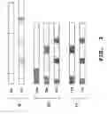 Fig. 03 - Multi-band data transmission