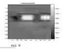 Fig. 08 - System and method for image registration based on variable region of interest