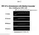 Fig. 02 - Charge-dynamic polymers and delivery of anionic compounds