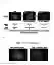 Fig. 02 - Tmem27 antibody