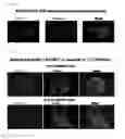Fig. 06 - Tmem27 antibody