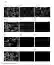 Fig. 07 - Tmem27 antibody