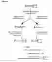 Fig. 02 - MODULATION OF TERMINASE ACTIVITY AT TELOMERES AND DNA DOUBLE-STRAND BREAKS