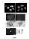 Fig. 07 - Peptides whose uptake in cells is controllable