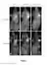 Fig. 08 - Peptides whose uptake in cells is controllable