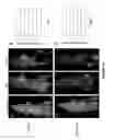 Fig. 33 - Peptides whose uptake in cells is controllable