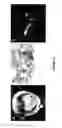Fig. 41 - Peptides whose uptake in cells is controllable