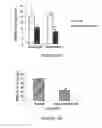 Fig. 08 - A3 adenosine receptor ligands for modulation of pigmentation