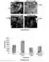 Fig. 13 - A3 adenosine receptor ligands for modulation of pigmentation