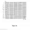 Fig. 03 - GLYCOSYLATED HUMAN ALPHA INTERFERON MUTEINS, METHOD FOR OBTAINING THEM AND USE