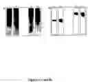 Fig. 08 - GLYCOSYLATED HUMAN ALPHA INTERFERON MUTEINS, METHOD FOR OBTAINING THEM AND USE