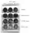 Fig. 01 - Compositions and methods for enhancing virus efficacy