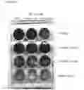 Fig. 04 - Compositions and methods for enhancing virus efficacy