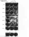 Fig. 31 - Compositions and methods for enhancing virus efficacy