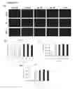 Fig. 35 - Compositions and methods for enhancing virus efficacy