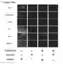 Fig. 37 - Compositions and methods for enhancing virus efficacy