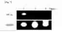 Fig. 08 - Method for differentiation of stem cells into vascular cells and the induction of angiogenesis using the same