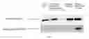 Fig. 07 - Scaffolds for cell transplantation