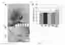 Fig. 08 - Scaffolds for cell transplantation