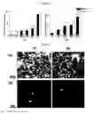 Fig. 08 - Composition for manufacturing a scaffold for tissue engineering, and a method of making it
