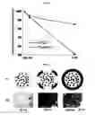 Fig. 09 - Composition for manufacturing a scaffold for tissue engineering, and a method of making it