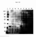Fig. 28 - Novel Polypeptides Having Endolysin Activity And Uses Thereof