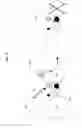 Fig. 06 - Biological targeting compositions and methods of using the same