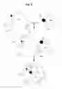 Fig. 09 - Biological targeting compositions and methods of using the same