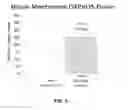 Fig. 06 - Oral formulations for counteracting effects of aging