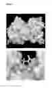 Fig. 08 - Cross-Linking of Superoxide Dismutase Monomers