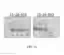 Fig. 20 - POLYPEPTIDES, ANTIBODY VARIABLE DOMAINS & ANTAGONISTS