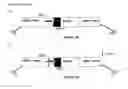 Fig. 12 - Method for identifying interventions that control the translational activity of ribosomal proteins in differential mRNA expression