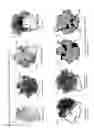 Fig. 13 - Method for identifying interventions that control the translational activity of ribosomal proteins in differential mRNA expression