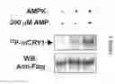 Fig. 10 - METHODS FOR MODULATING METABOLIC AND CIRCADIAN RHYTHMS