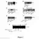 Fig. 02 - Polypeptides and methods for modulating D1-D2 dopamine receptor interaction and function