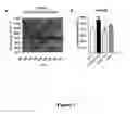 Fig. 03 - Polypeptides and methods for modulating D1-D2 dopamine receptor interaction and function