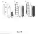 Fig. 06 - Polypeptides and methods for modulating D1-D2 dopamine receptor interaction and function