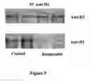 Fig. 10 - Polypeptides and methods for modulating D1-D2 dopamine receptor interaction and function