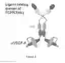 Fig. 05 - COMPOSITIONS AND METHODS FOR USING MULTISPECIFIC-BINDING PROTEINS COMPRISING AN ANTIBODY-RECEPTOR COMBINATION